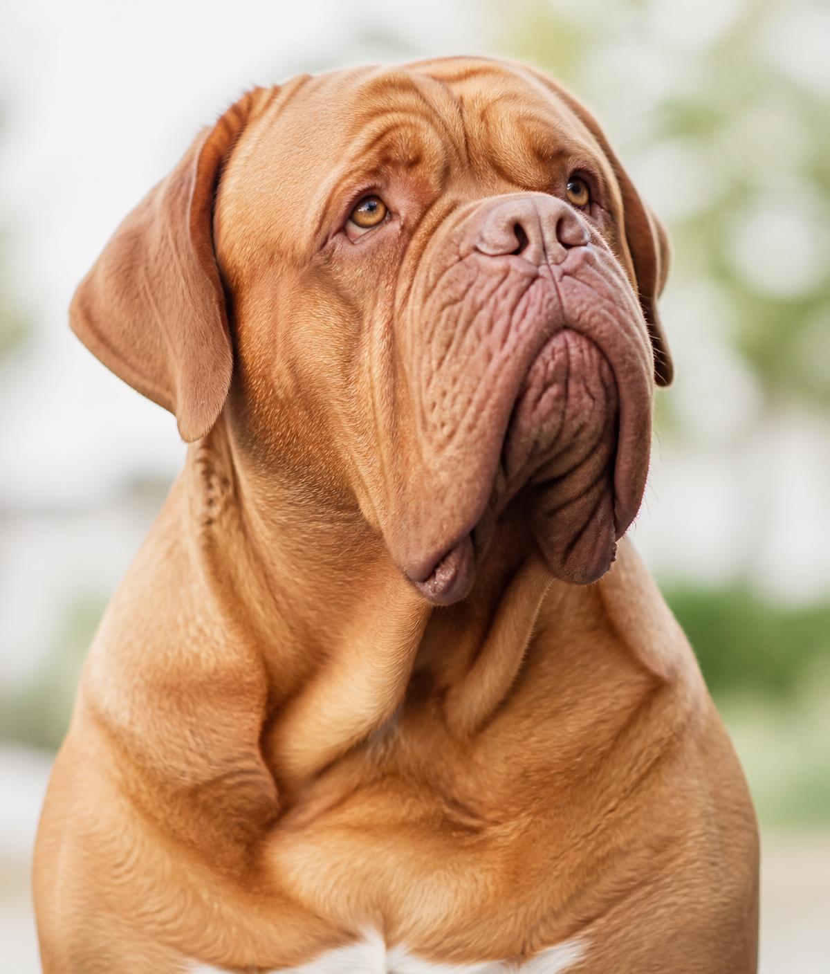 A calm Dogue de Bordeaux looking upward in soft natural light.